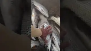 urgente rio Paraopeba em esmeralda muito peixe morto