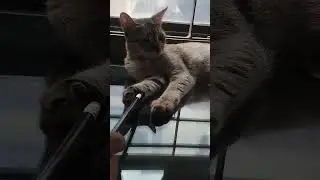 Annoying cat balls