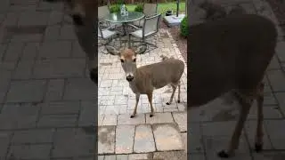 Real Disney In House, Wildlife
