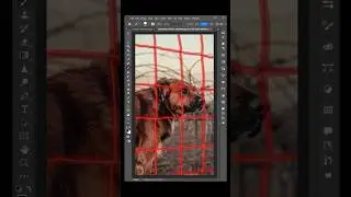 Remove Fences With Generative Fill #photoshop