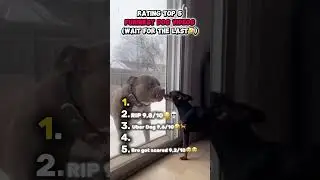 Рейтинг 5 самых смешных видео с собаками #рейтинг #рейтинг #топ5 #собака #смешныесобаки