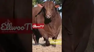 Wildes Biest #Stier #Ein gef&auml;hrliches Tier..