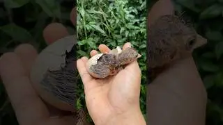 Filhote de Pav&atilde;o Nascendo | Gutejando #avesormamentais #fazenda #pav&atilde;o #peacock #pavoreal #pav&otilde;es