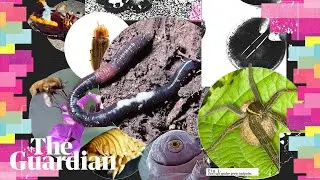 The invertebrate of the year competition is here. Who will you vote for?