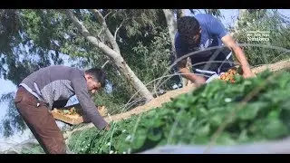 A Magic Pair: Gaza and Strawberries