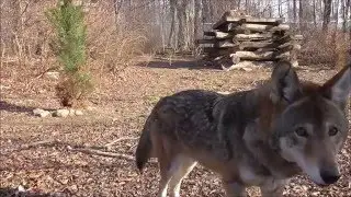 Curious Red Wolf