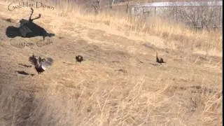 Incoming! - Gobbler Down Turkey Hunting