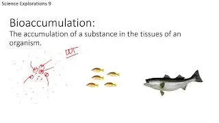6   Bioaccumulation and Biomagnification