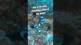 Морская змея охотится за едой