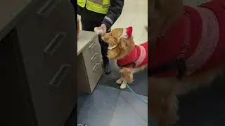 Santa Pup eating a burger12/24/23 #youtube #youtubeshorts #youtuber #short #shorts #ytshorts #reels