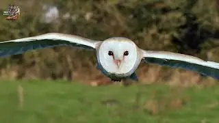 Top 5 Powerful Owls You Should Know About beautiful animals sabcribe now👍↗️