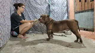 Pit Monster  Dog 🔥#lekthebestkennel
