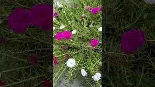 excellent Grass flower #garden #beautifulflowers #flowers #flowervarieties