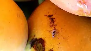 Fruit fly on Mango ||  Oviposition of its egg into fruit