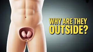 Why Human Testicles Are Designed This Way (It&rsquo;s Not a Mistake)
