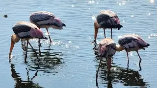 Painted Stork Feeding Behavior
