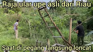 RAJA ULAR UPE GOLDEN BESAR ASLI DARI RIAU PEG4NG BADAN NYA LANGSUNG NYER4NG