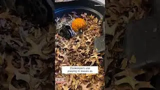 Baby Leopards Play in Pile of Leaves #shorts
