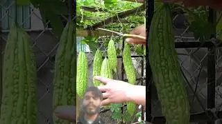 How to Grow Bitter Gourd at Home With New Technique&nbsp;#plants&nbsp;#shorts&nbsp;#farming#farming