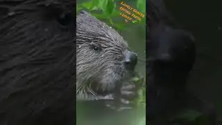 Beaver eating fresh leaves / Castor mangeant des feuilles #nature #wildlife #suisse #castor #beaver