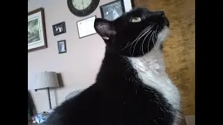 SUNDAY WITH THE CATS
