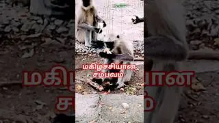 அந்த ஒரு தருணம்#tamil #love feeding banana to monkey#fish #pets