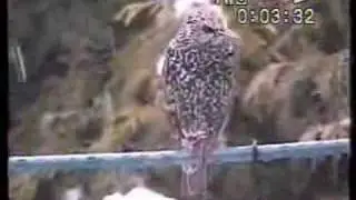 STARLING IN WINTER PLUMAGE