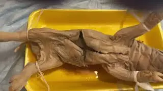 Fetal Pig Dissection