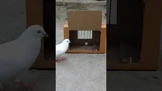 Sample Quick pigeon trap make from cardboard box #trap