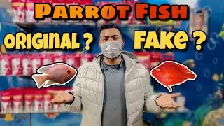Parrot Fish Fake or Original Quality