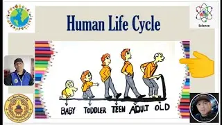 Science For Grade Three | Human Life Cycle | Science Online Class For Thai Kids | Thailand