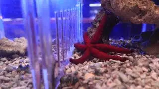 オオアカヘビヒトデ