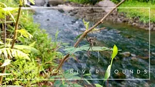 Soft Tropical River Water Sounds for Studying, Sleeping & Creating a Calm Atmosphere