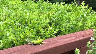 Lizard Love (Anole Afternoon Delight)