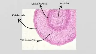 Histología Vegetal 1