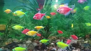 Fish tank America🥰🥰🥰 50