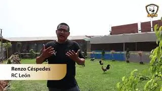 DOSIFICACIÓN DE MEDICAMENTOS EN GALLOS DE COMBATE