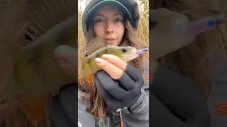 Ой, я снова это сделал&hellip; @Great-Fish #рыбалка #рыбалкадевушка #wędkarstwo #окунь #спиннинг #рыба