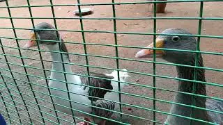 Shilparamam Art & Craft Village Bird Collection 1