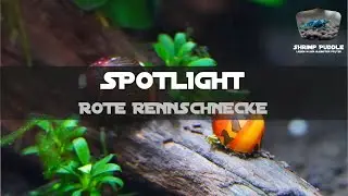 SPOTLIGHT ROTE RENNSCHNECKE
