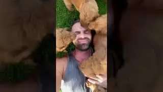 Puppy smiles #shorts