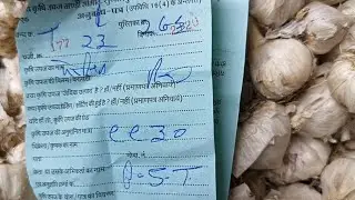 Today Fresh Garlic Price | Today Garlicrate | Bhav of Garlic | Today's garlicBhav | Garlic Rates