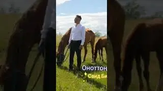 Саид Билалов Оноттон бугай