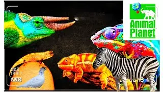 A Presa do predador: Os Farsantes! Documentario ANIMAL PLANET dublado em portugu&ecirc;s do Brasil ptbr