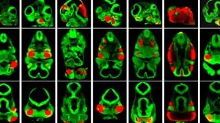 Fine Tuning of Facial Morphology with Enhancers