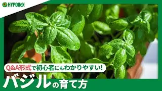 ☘52：バジルの育て方｜水やりや肥料などの日々の管理、剪定方法や収穫方法などご紹介【PlantiaQ&A】植物の情報、育て方をQ&A形式でご紹介