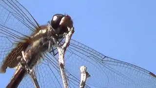 DRAGON FLY on the wind swing (ANISOPTERA) LIB&Eacute;LULA, ODONATA Equilibrist winged insect, aquatic niche