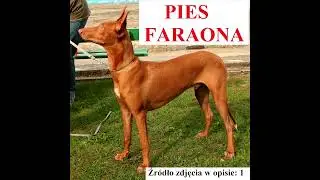 Pharaoh Hound - Description and most important information