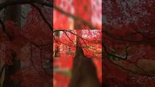 the wind in the trees#shorts #youtubeshort #viral#beautiful