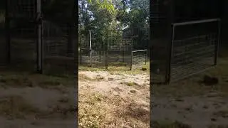 Double gate corrall trap with cell phone remote trigger